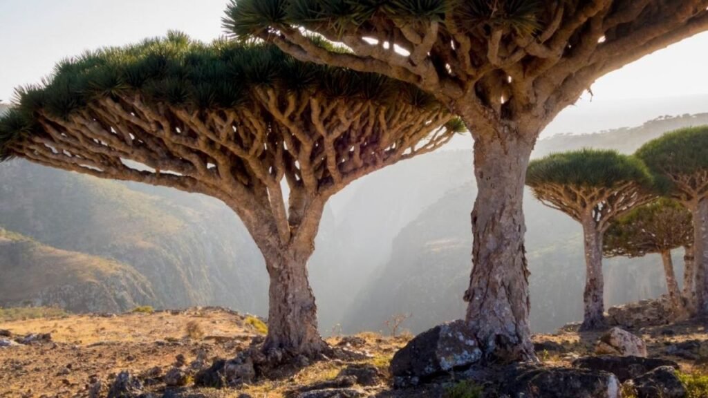 Socotra Island in Yemen