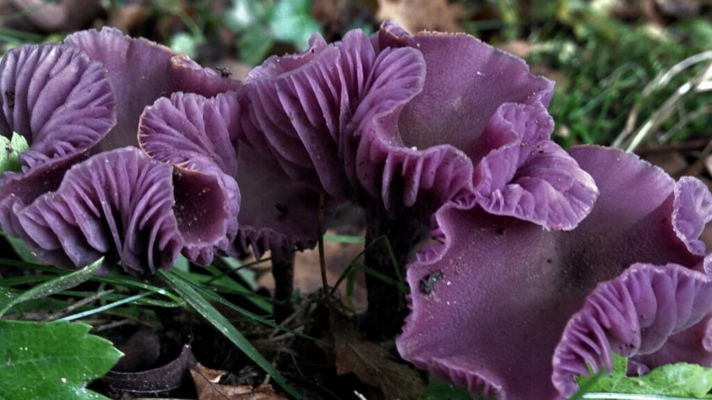 Amethyst Deceiver