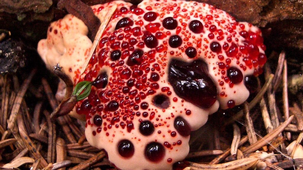 Bleeding Tooth Fungus