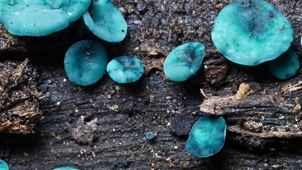 Blue Stain Fungus