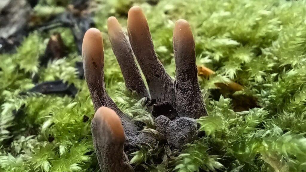 Dead Man's Fingers