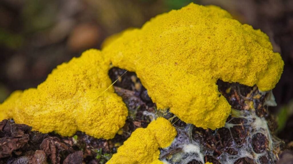 The Top 10 Weirdest Fungus Species | From Alien-Like Growth to Rainbow ...