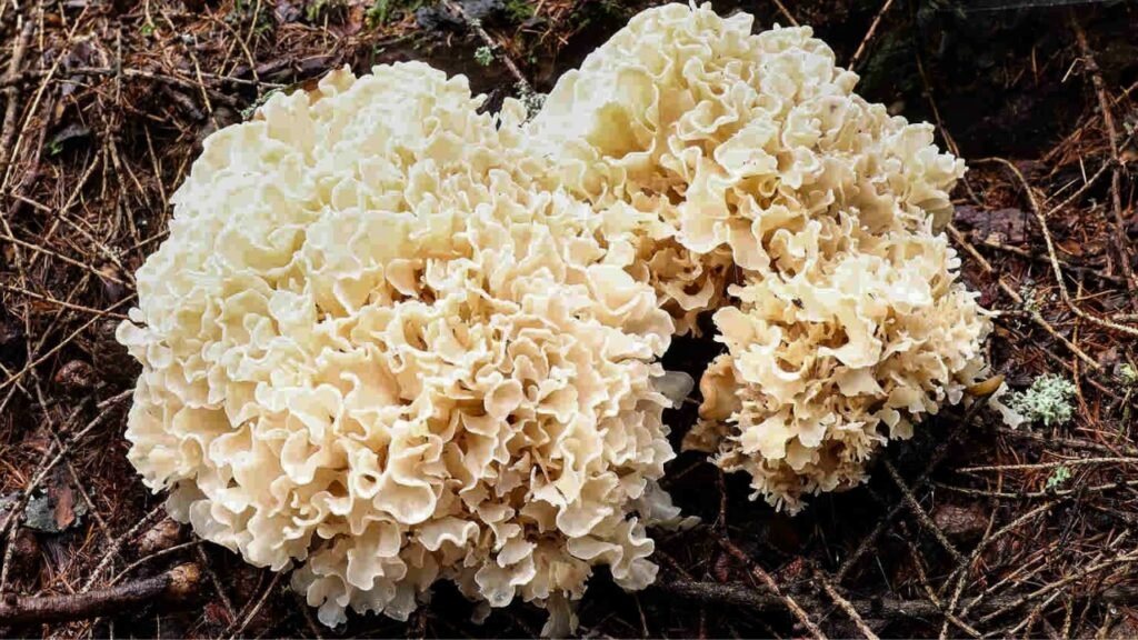 The Cauliflower Mushroom