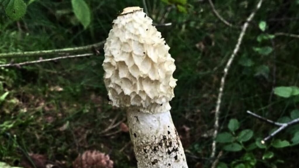 The Stinkhorn Mushroom