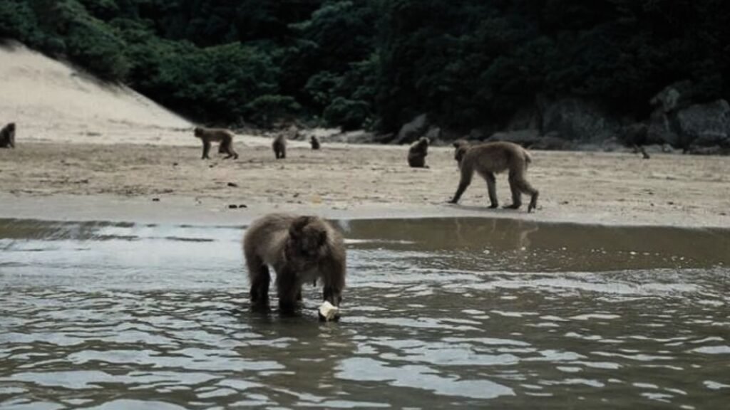 Koshima Island Japan